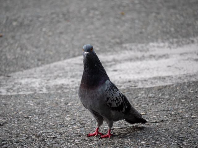 fientes-pigeons-lyon-nettoyage-image
