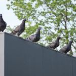 lyon-fientes-pigeons-nettoyage-image