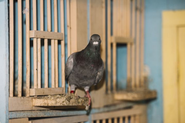 lyon nettoyage fientes pigeons image