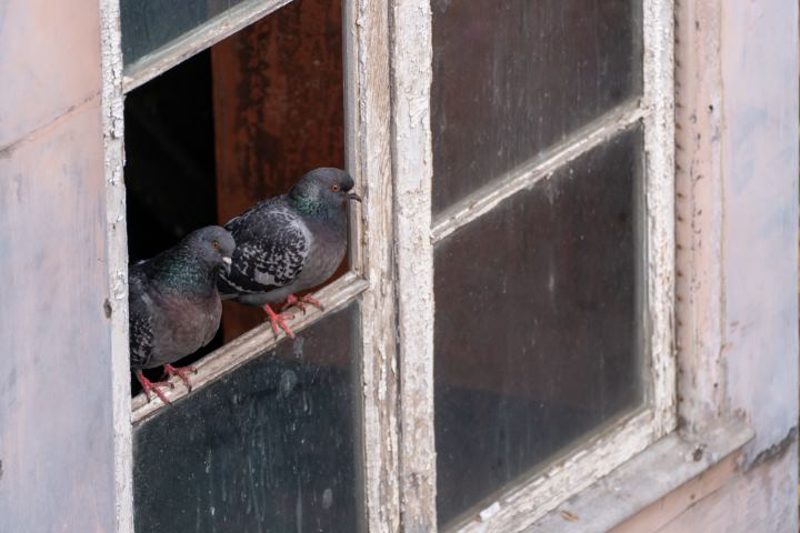 nettoyage-fientes-pigeons-lyon-image