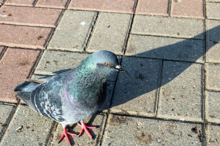 nettoyage-pigeons-lyon-fientes-image
