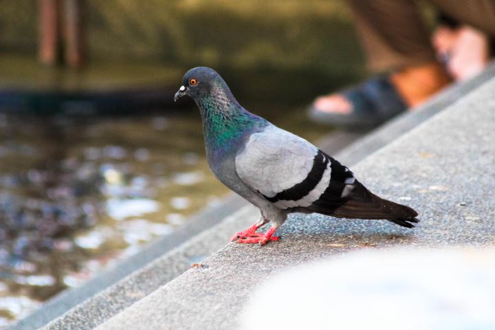 pigeons lyon nettoyage fientes image